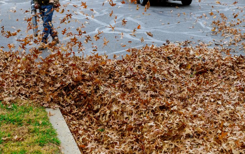 Leaf Removal Services Guide