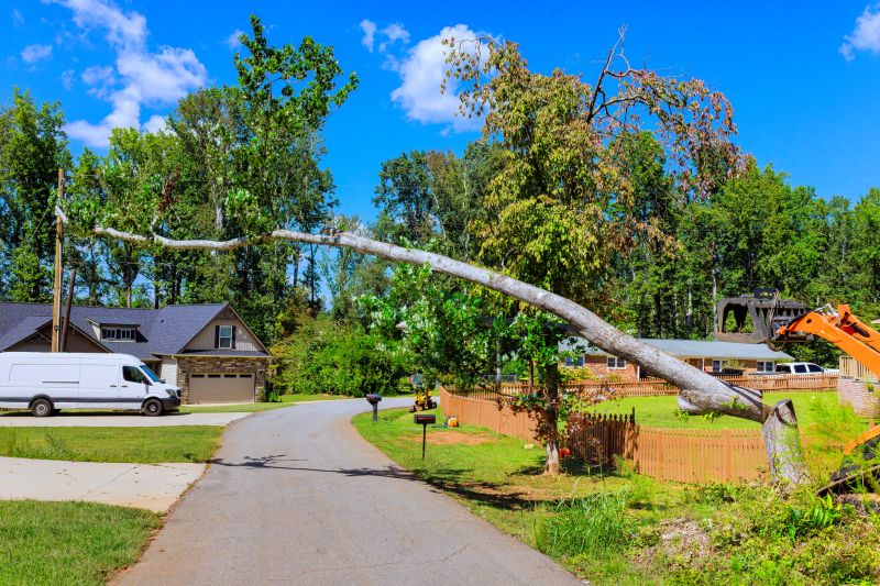 Cost of Fallen Tree Removal in State College, PA