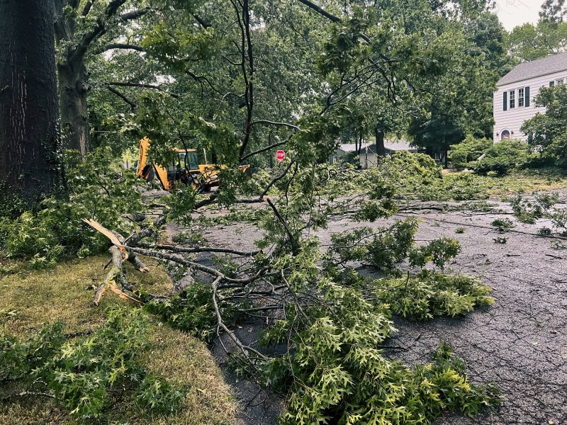 Tree Removal Information