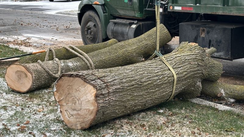Tree Removal Black Friday Deals