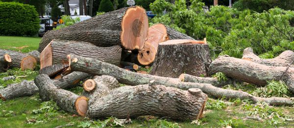 Large Tree Removal in State College