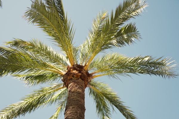 Palm Tree Removal in State College