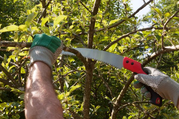 Small Tree Removal in State College