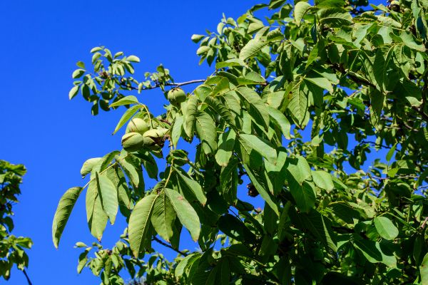 Walnut Tree Removal in State College