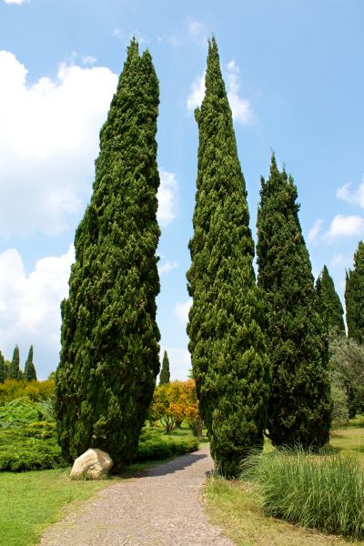 Cypress Tree Removal in State College