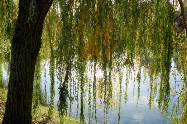 Willow Tree Removal in State College