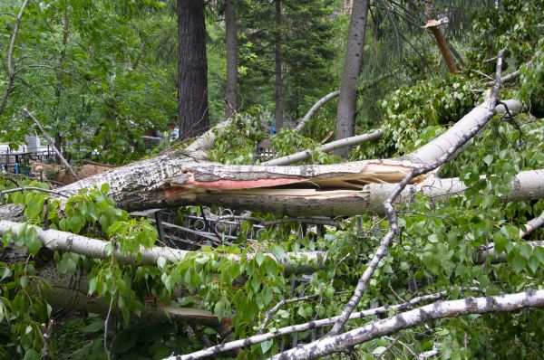 Birch Tree Removal in State College