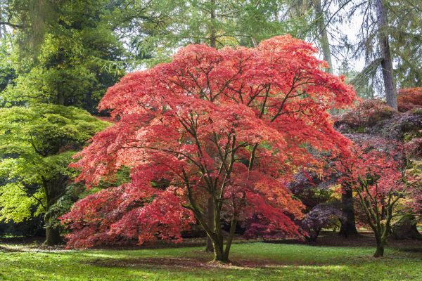 Maple Tree Removal in State College