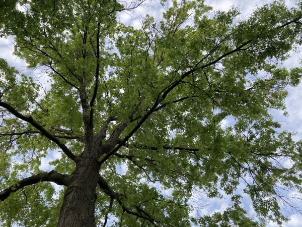 Oak Tree Removal in State College