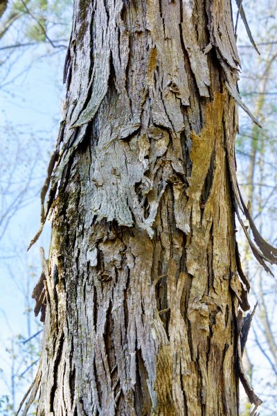 Hickory Tree Removal in State College