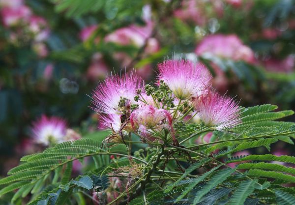 Mimosa Tree Removal in State College