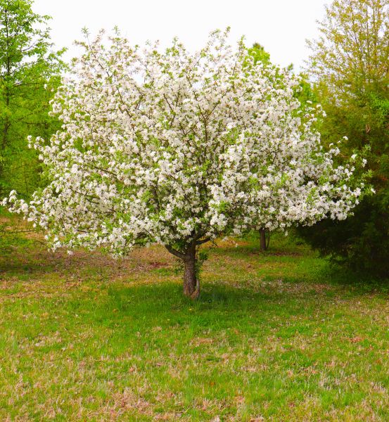 Dogwood Tree Removal in State College