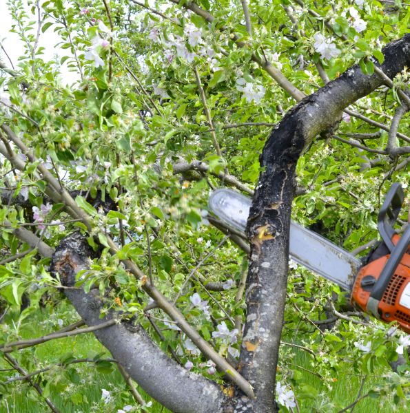 Apple Tree Removal in State College