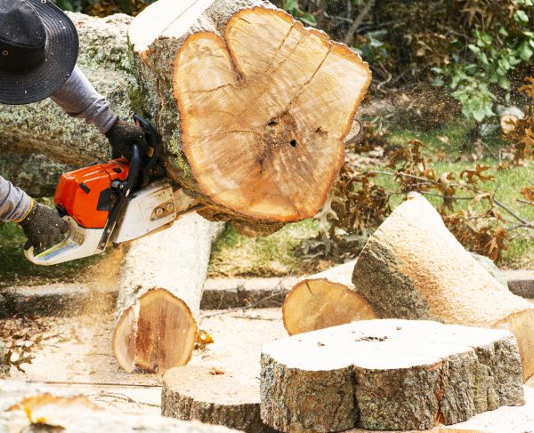 Tree Removal Service in State College