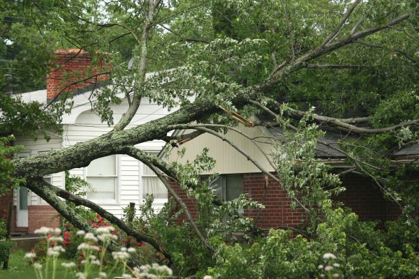Emergency Tree Removal in State College