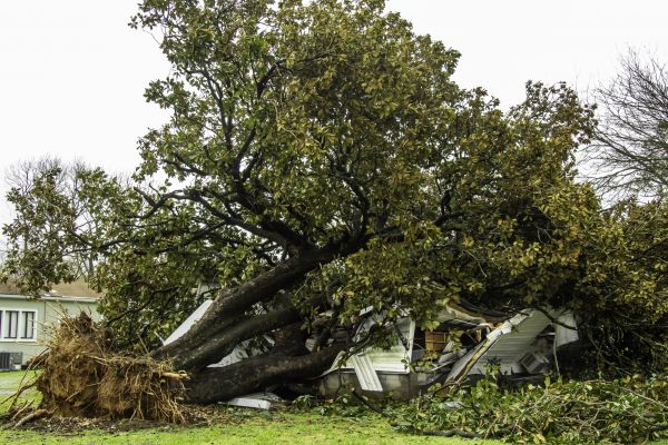 Fallen Tree Removal in State College