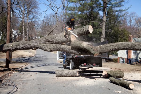 Residential Tree Removal in State College