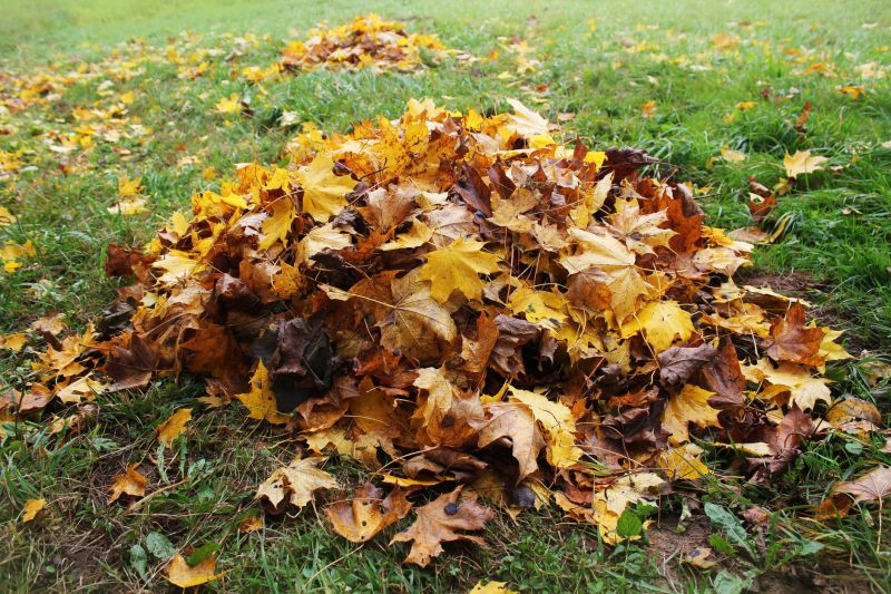 Clean Yard