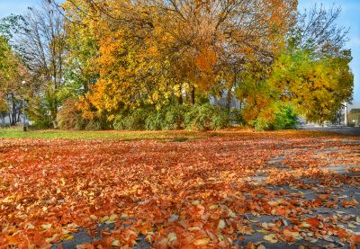 Autumn Leaf Cover