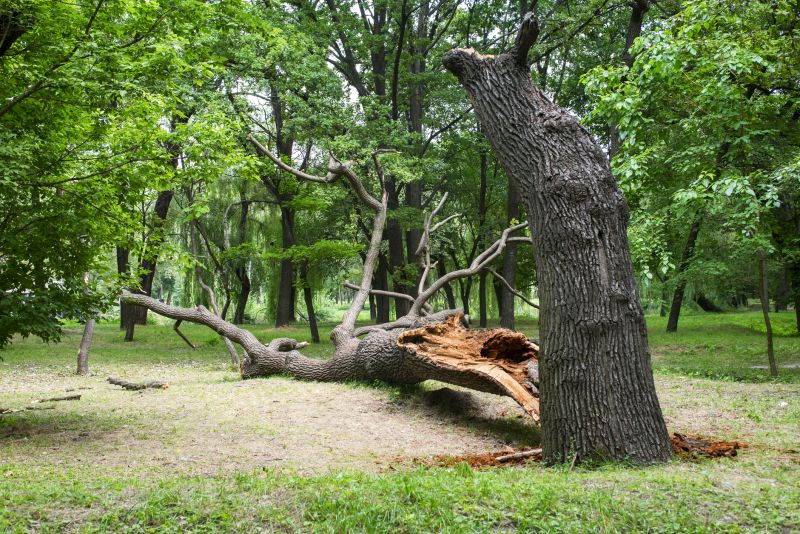 Emergency Fallen Tree Removal