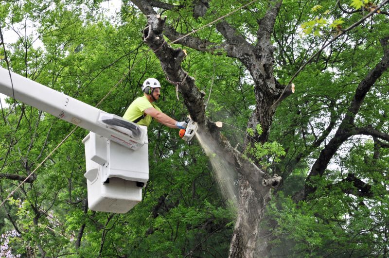 Fallen Tree Removal Equipment