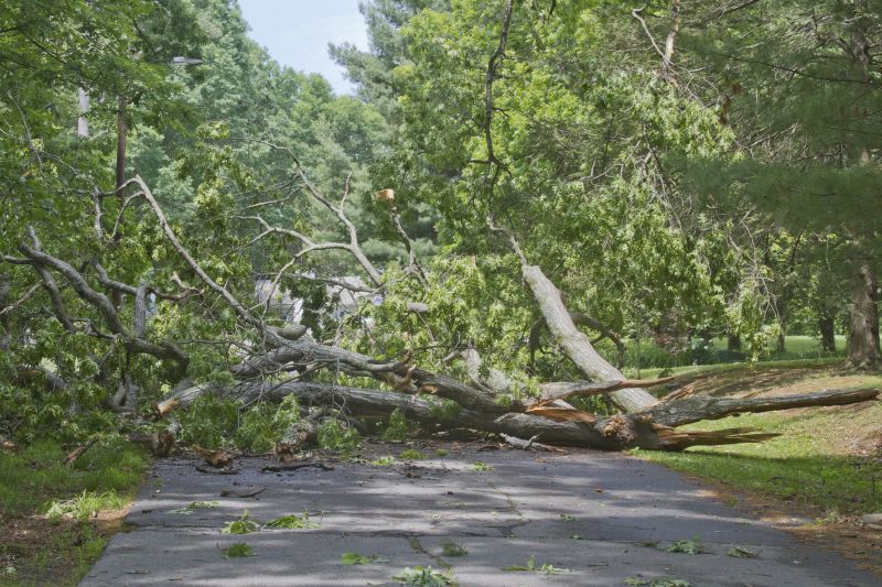 Urban Tree Clearing
