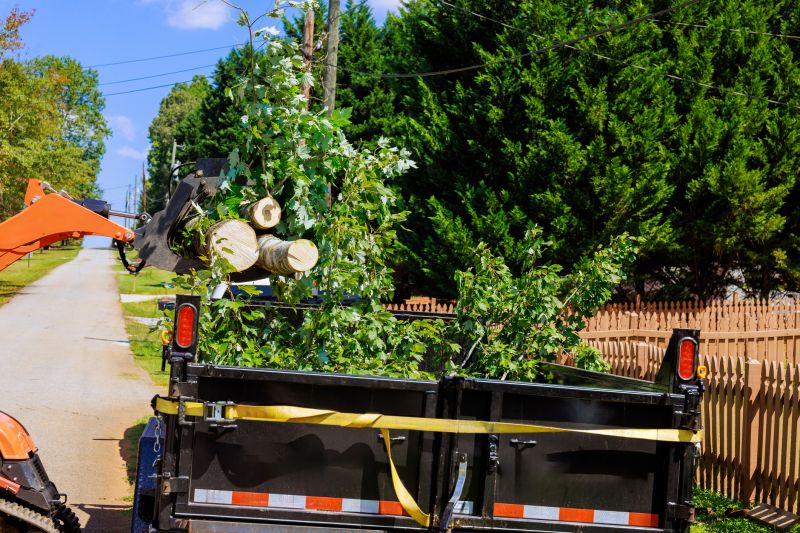 Dead Tree Removal detail