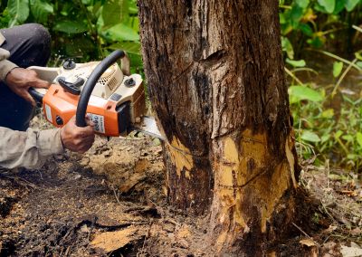 Spring Tree Cutting