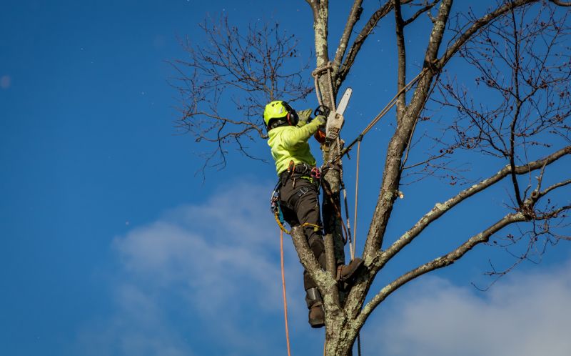 Autumn Tree Felling