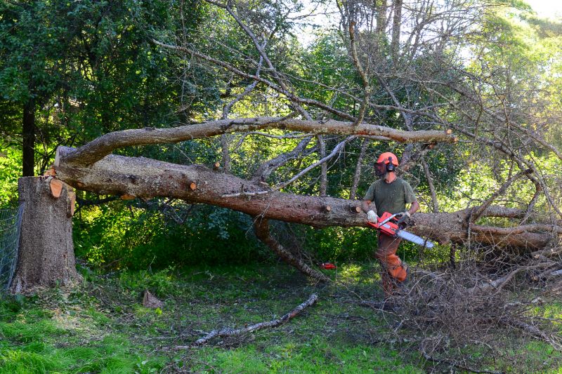 Hazardous Tree Removal