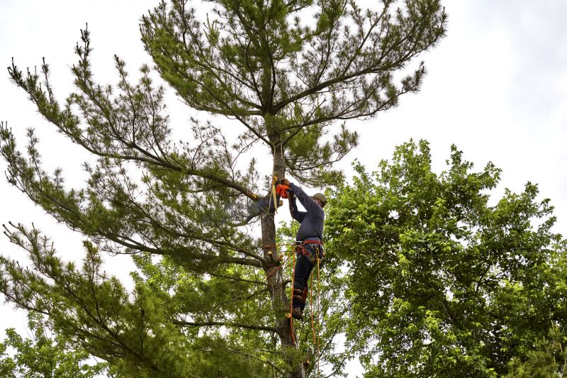 Tree Removal Equipment in Winter