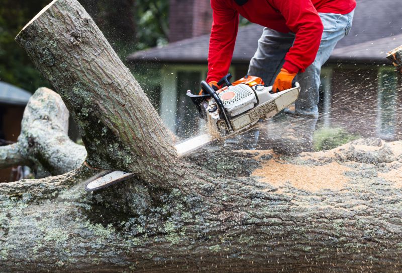 Seasonal Tree Removal Process