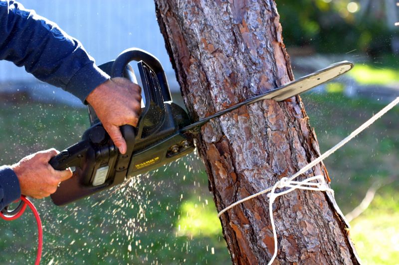 Before and After Tree Removal