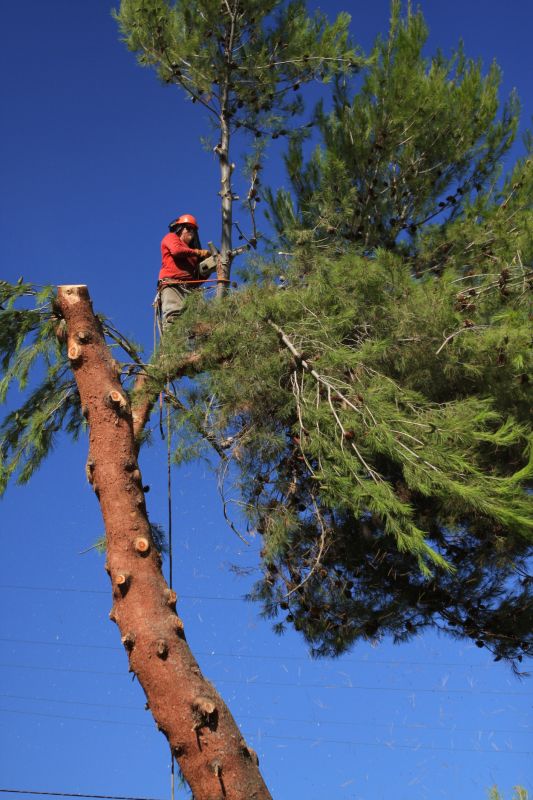 Tree Felling Process