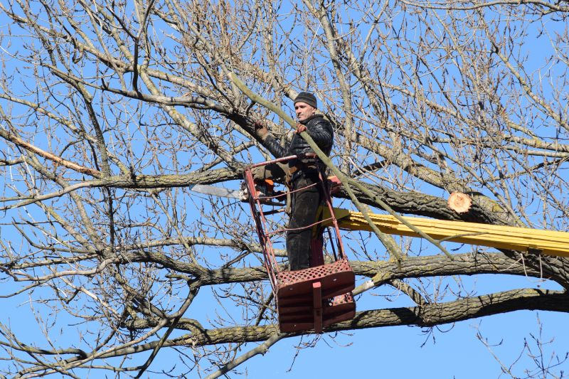 Who Does Tree Removals